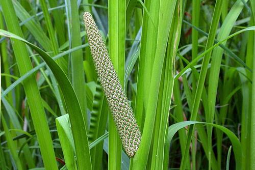 Аир болотный-Acorus calamus