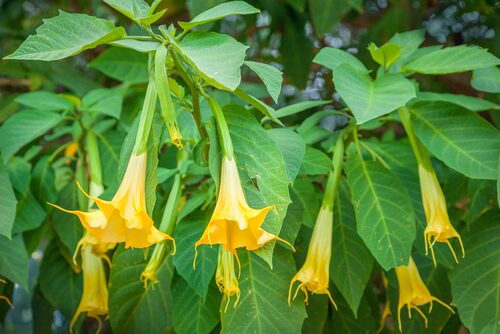 Ослепительные цветы безумия–Brugmansia