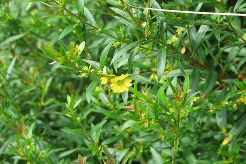 Рожденная солнцем-Heimia salicifolia