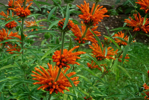 Львиное ухо–Leonotis leonorus