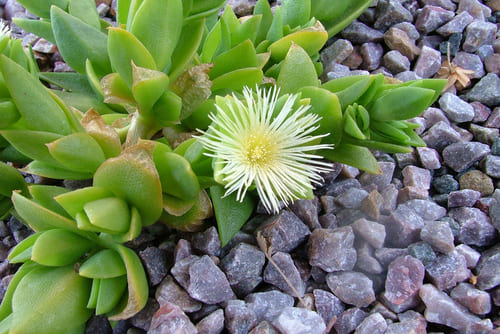 Лекарь души-Sceletium tortuosum