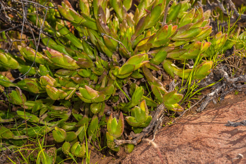 Ботаника и выращивание Sceletium tortuosum