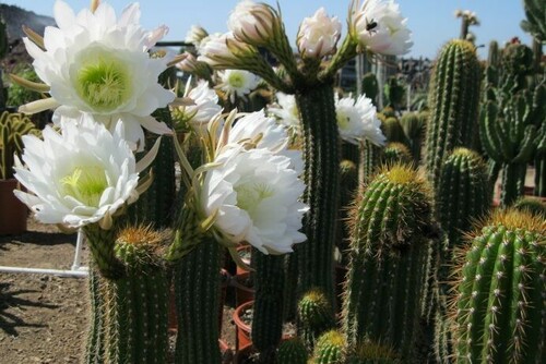 Ботаника и выращивание рода Trichocereus