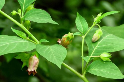 Смертельная красавица-Atropa belladonna