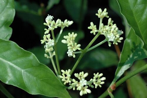 Выращивание Psychotria viridis