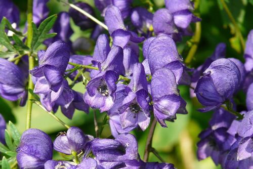 Цветок смерти – Aconitum napellus