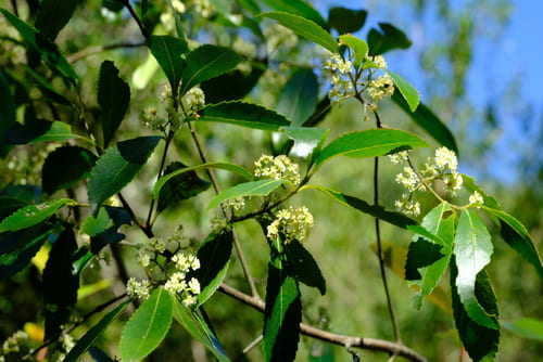 Абиссинский чай – Catha edulis