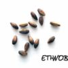 Ephedra fragilis — изображение 2