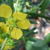 Heimia salicifolia