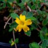 Turnera diffusa