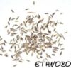 Lactuca serriola — изображение 2