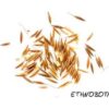 Stipa robusta — изображение 2