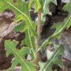 Lactuca serriola