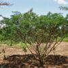 Mimosa hostilis