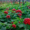 Panax ginseng